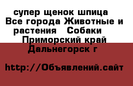 супер щенок шпица - Все города Животные и растения » Собаки   . Приморский край,Дальнегорск г.